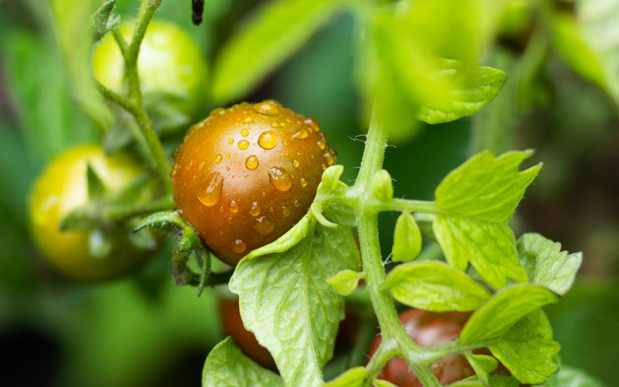 how to sow your tomato seeds