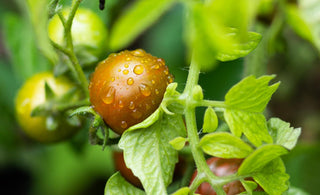 how to sow your tomato seeds