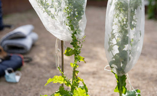 how to isolate and prepare lettuce for seed saving