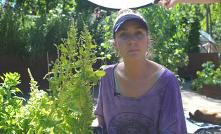 how to care for spinach and prevent cross-pollination