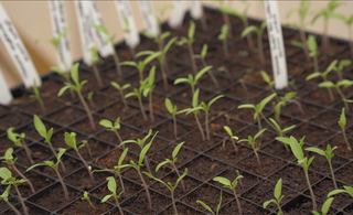how to transplant your tomatoes