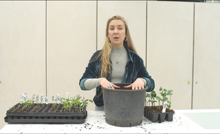 how to transplant your beans