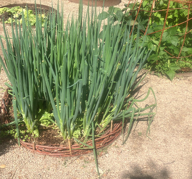 Kyoto Market Bunching Spring Onion