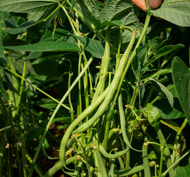 Castandel  - Dwarf French Bean