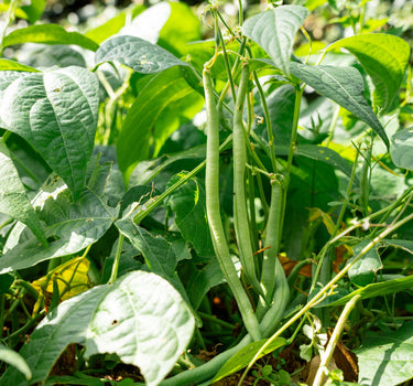 Cupidon  - Dwarf French Bean