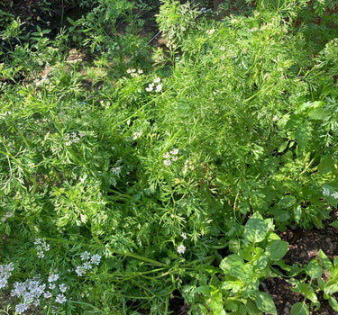 Coriander