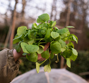 Miner’s Lettuce