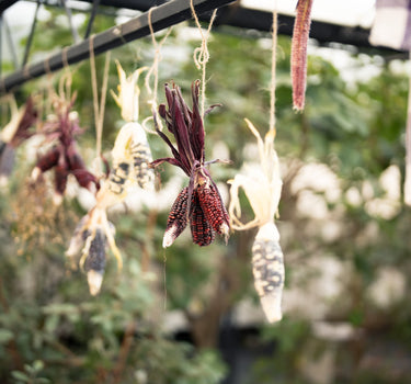 Purple Peliti - Sweetcorn