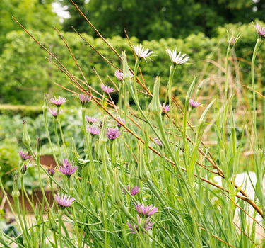 Scorzonera - White Salsify