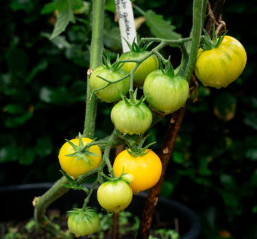 Garden Peach - Tomato