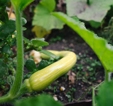 Trombetta - Summer Squash