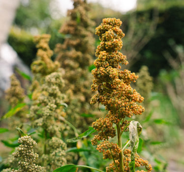 Quinoa Rainbow