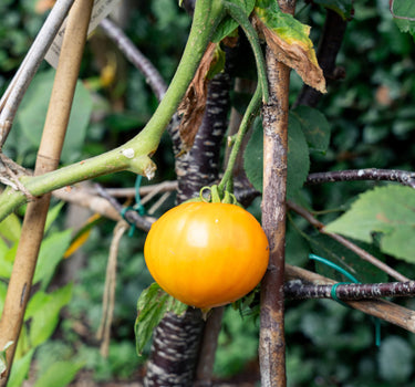 Persimmon - Tomato