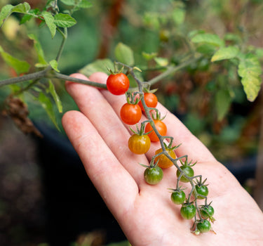 Red Currant - Tomato