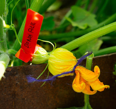 Early Prolific Straightneck - Summer Squash