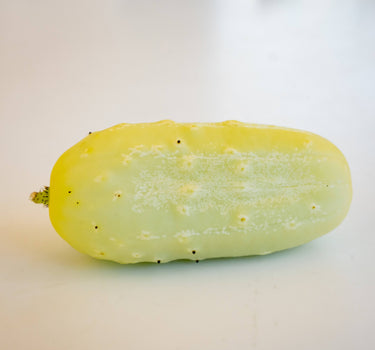 Miniature white cucumber