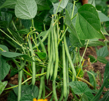 Faraday  - Dwarf French Bean