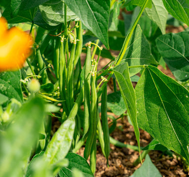 Faraday  - Dwarf French Bean