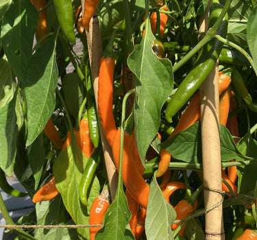 Solar Flare Orange  - Chilli