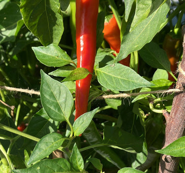 Solar Flare Red  - Chilli