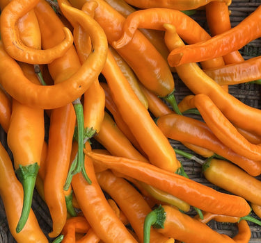 Solar Flare Orange  - Chilli