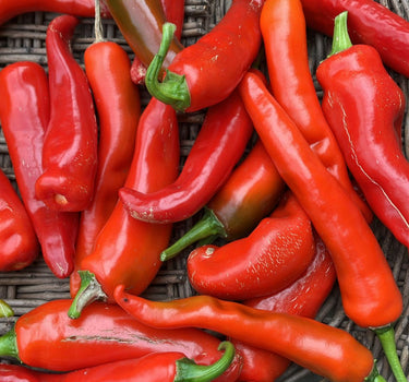 Solar Flare Red  - Chilli