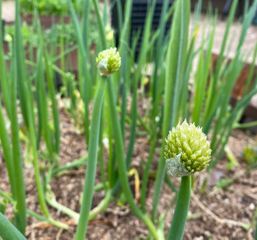 Kyoto Market Bunching Spring Onion