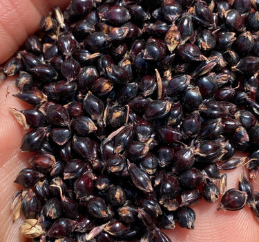 Sorghum - Bulgarian Black Sorgo