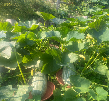 Blue Banana - Pumpkin