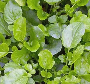 Landcress