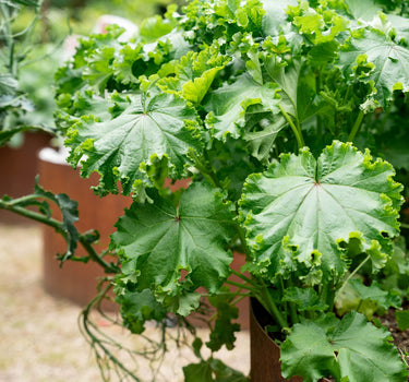 Leaf Mallow