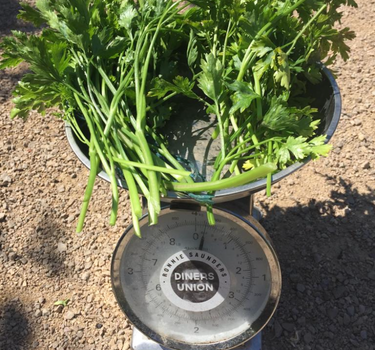 Gigante di Napoli - Parsley