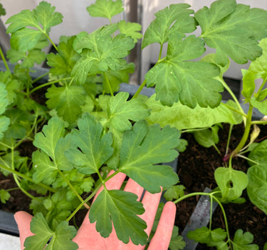 Gigante di Napoli - Parsley