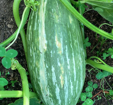 Blue Banana - Pumpkin