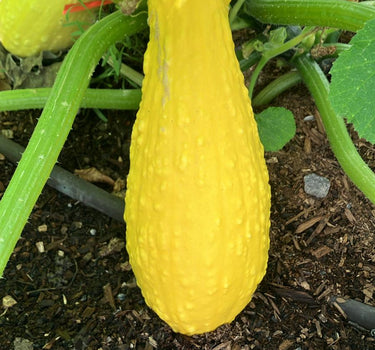 Early Prolific Straightneck - Summer Squash