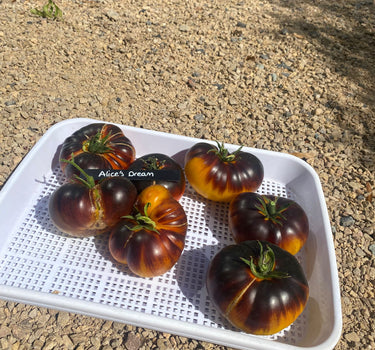 Alices Dream - Tomato