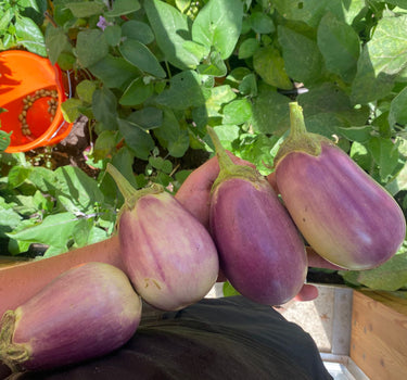 Krasan Aubergine
