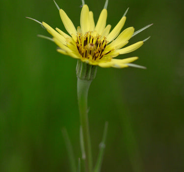 Salsify - Yellow Goat’s Beard