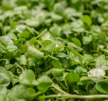 Watercress