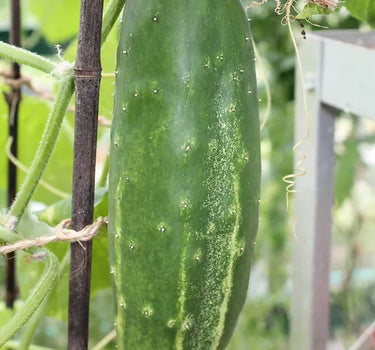 Cucumber - Wautoma