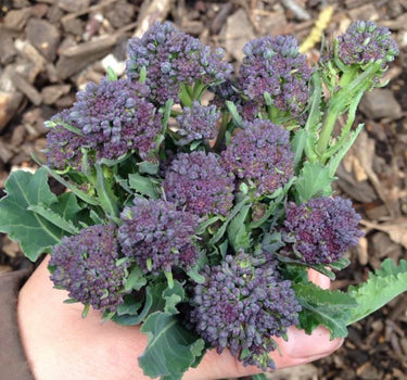 Purple Sprouting Broccoli