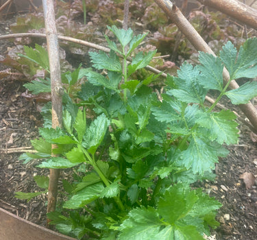 Celery Leaf