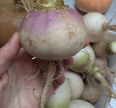 Turnip -  Norfolk Purple Top