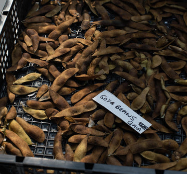 Gaia Soybean seeds