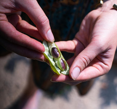 Gaia Soybean seed saving