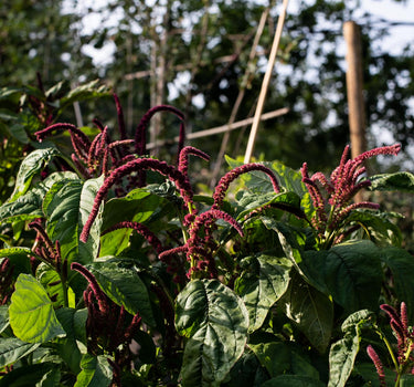 amaranth growing at OmVed Gardens