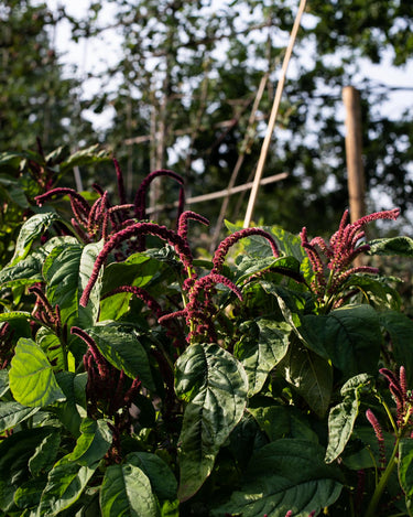 amaranth growing at OmVed Gardens