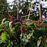 amaranth growing at OmVed Gardens