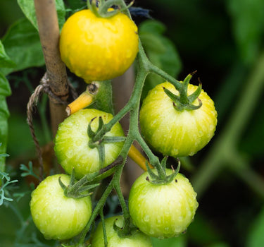 scotland yellow tomato seed 2