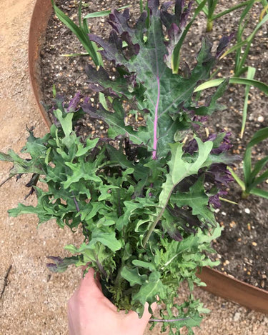 Red Russian Kale